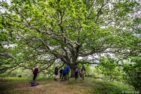 Group of people looking at an oak tree